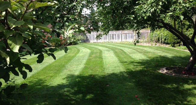 Odie's Grass Cutting